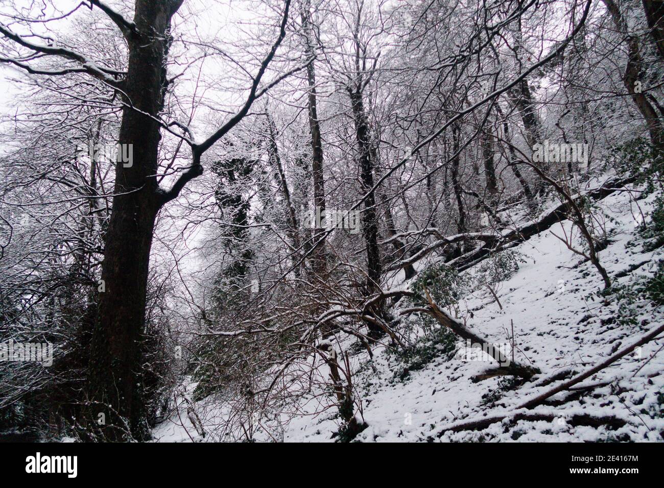 Une forêt couverte de neige Banque D'Images