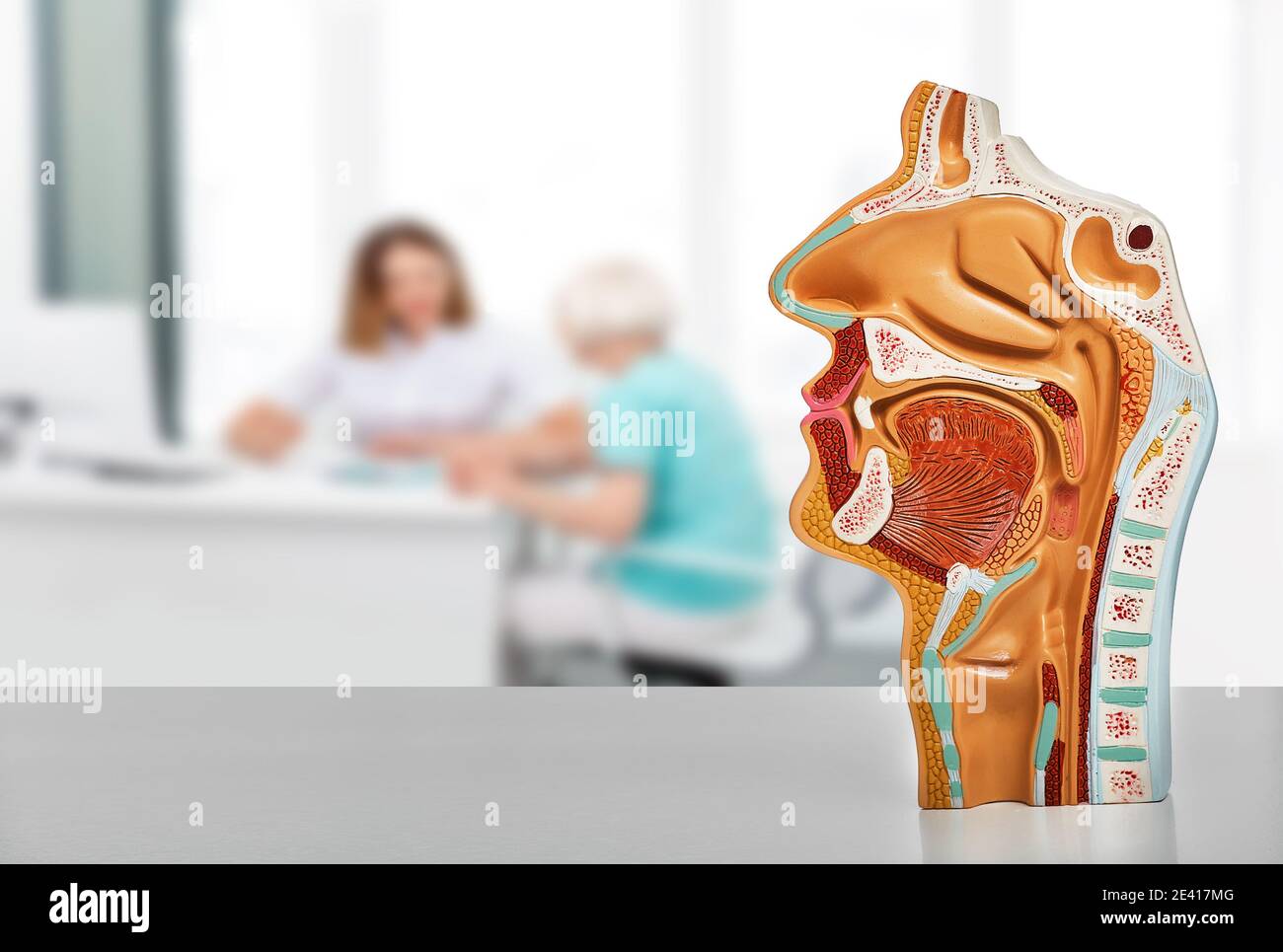 Diagnostic et traitement des maladies ORL. Modèle anatomique de cavité nasale et orale sur une table, au-dessus de l'arrière-plan ORL consultation du médecin pour sa patiente Banque D'Images
