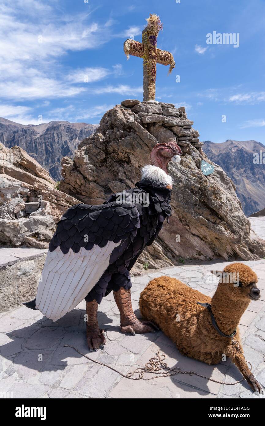 Le canyon de Colca, dans le sud du Pérou, abrite le condor andin (Vultur gryphus). C'est le deuxième canyon le plus profond du monde. Banque D'Images