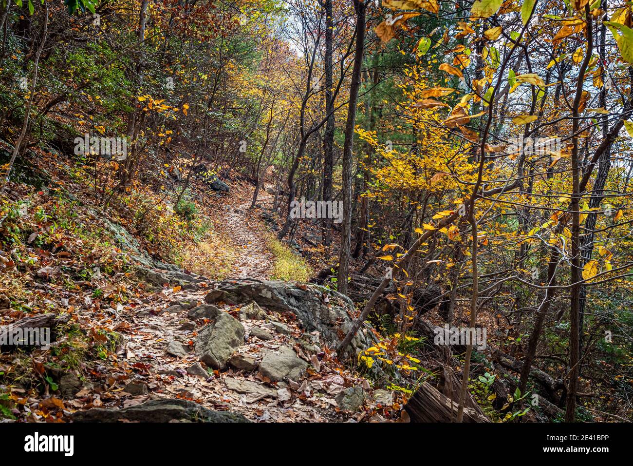 Une randonnée d'automne sur la piste de Fallingwater Creek à Flat Top Mountain le long de la Blue Ridge Parkway en Virginie est une occasion parfaite de faire l'expérience de fa Banque D'Images