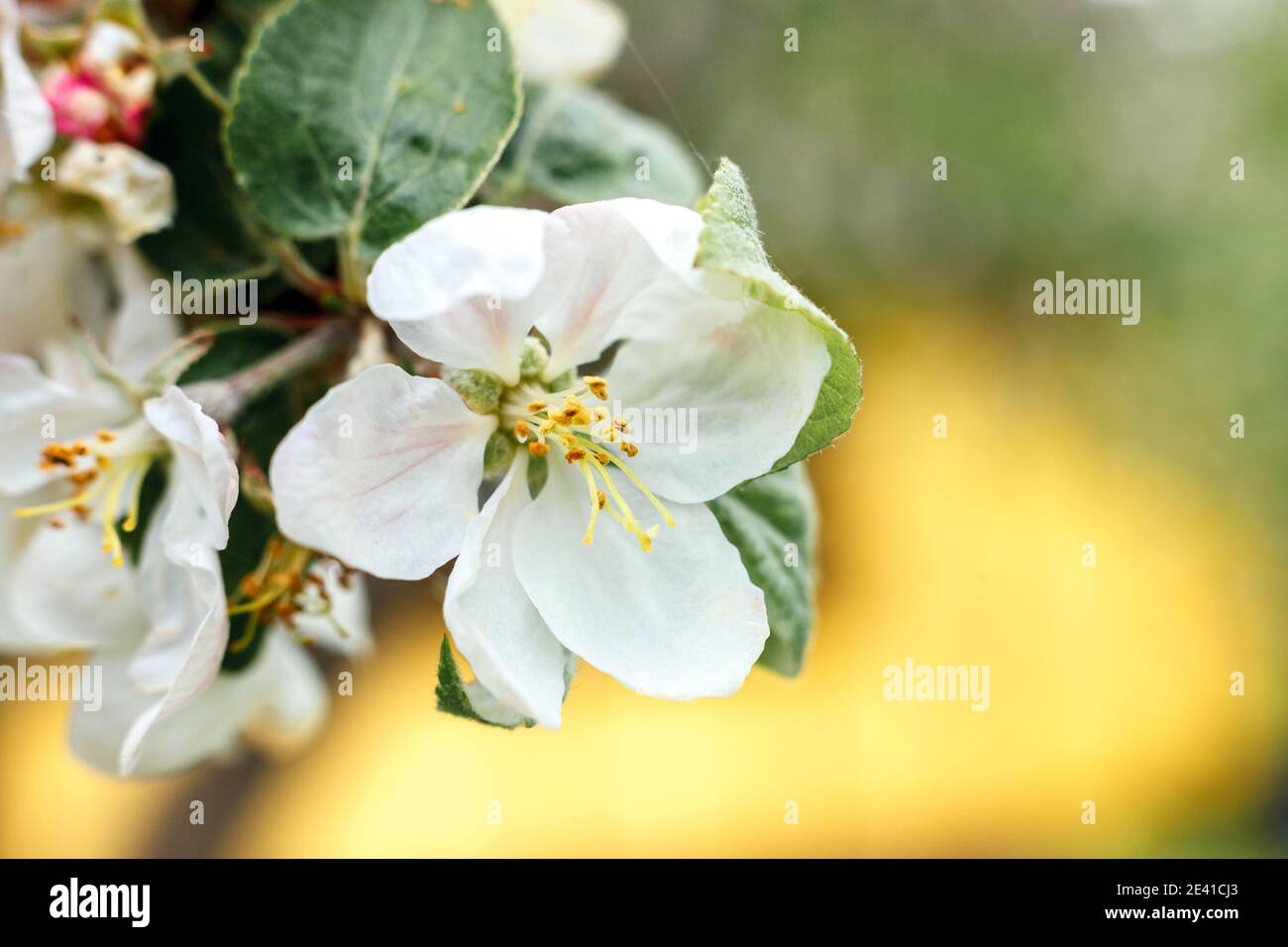Belles fleurs de pommier blanc au printemps. Arrière-plan avec la floraison des pommiers. Naturel d'inspiration printemps floral fleurs de jardin ou par Banque D'Images