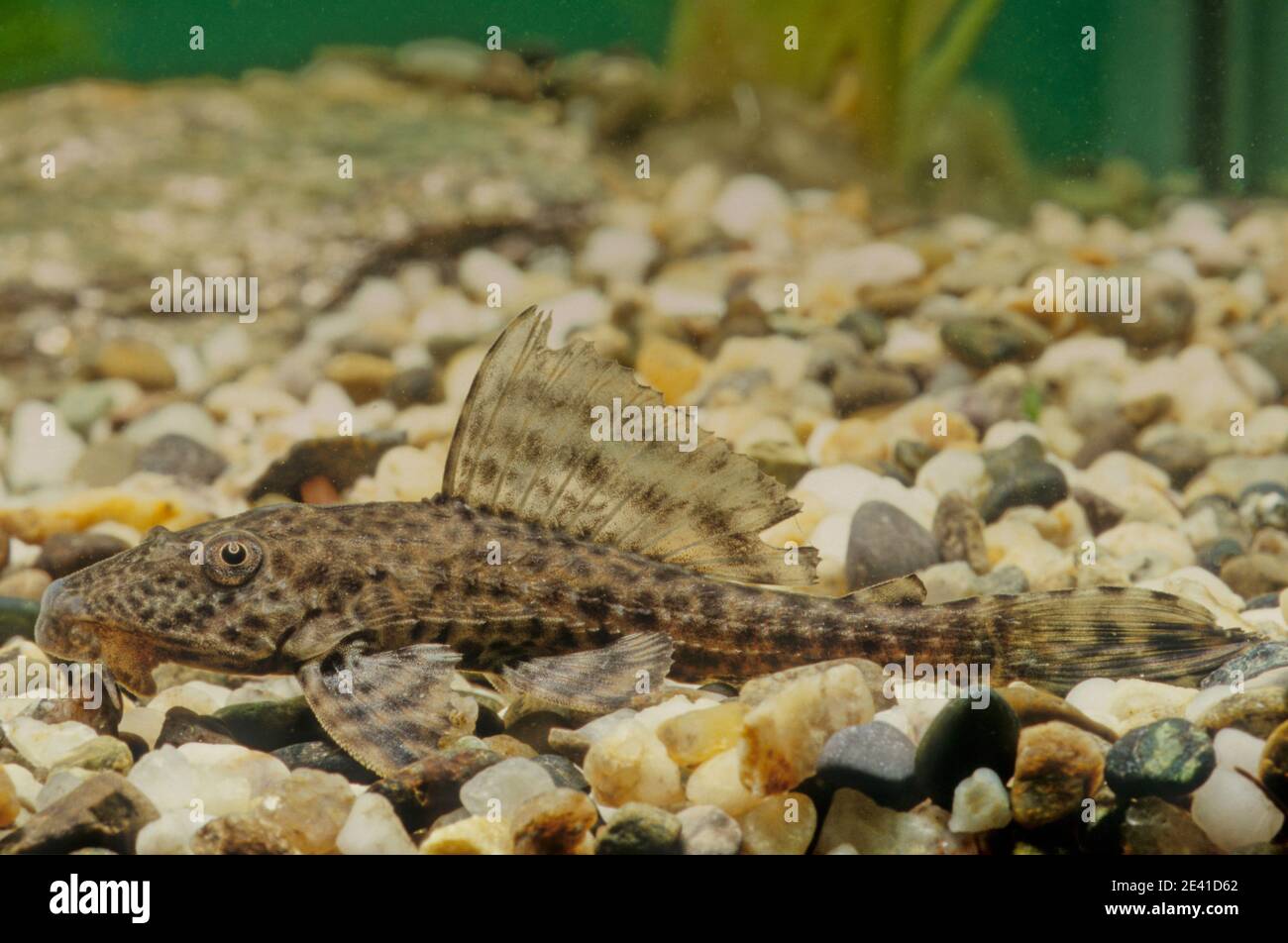 Hypostomus plecostomus, également connu sous le nom de poisson-chat à succion ou de pleco commun, est un poisson tropical appartenant à la famille des poissons-chats blindés (Loricar Banque D'Images