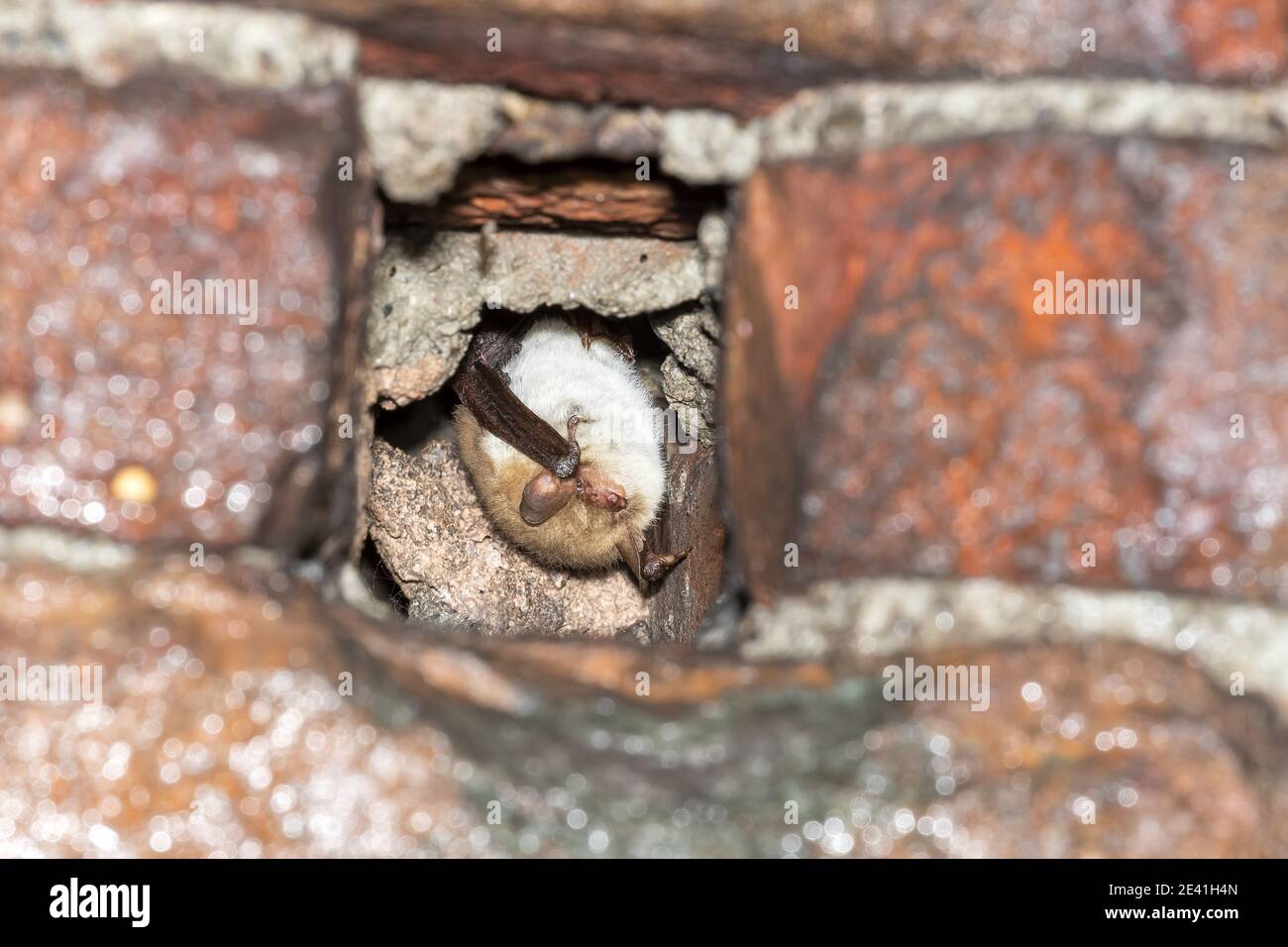 Grande chauve-souris, grande chauve-souris (Myotis myotis), perchée dans un tunnel, Belgique, Mont Saint Pierre Banque D'Images