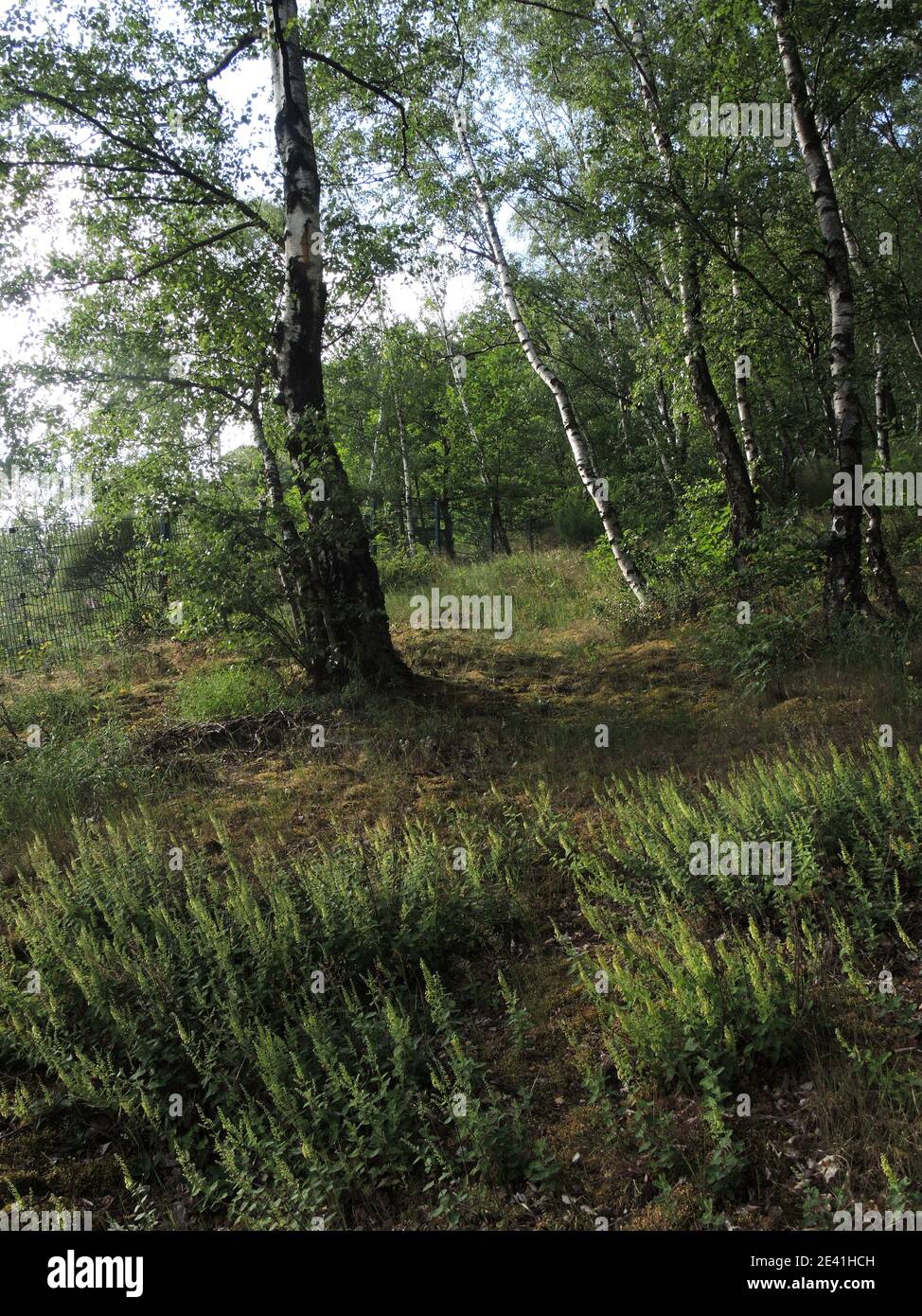 Sauge à germer, sauge à bois, germander à feuilles de sauge (Teucrium scorodonia), floraison dans une forêt de bouleau, Allemagne Banque D'Images