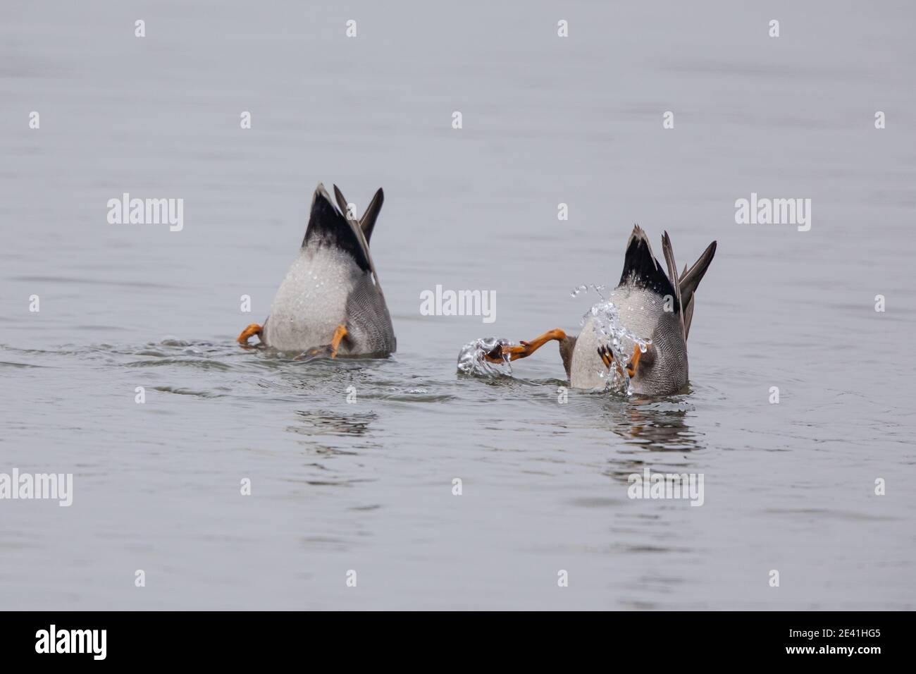 gadwall (Anas strepera, Mareca strerpera), deux murs de gadering ensemble, Allemagne, Bavière, lac Chiemsee Banque D'Images