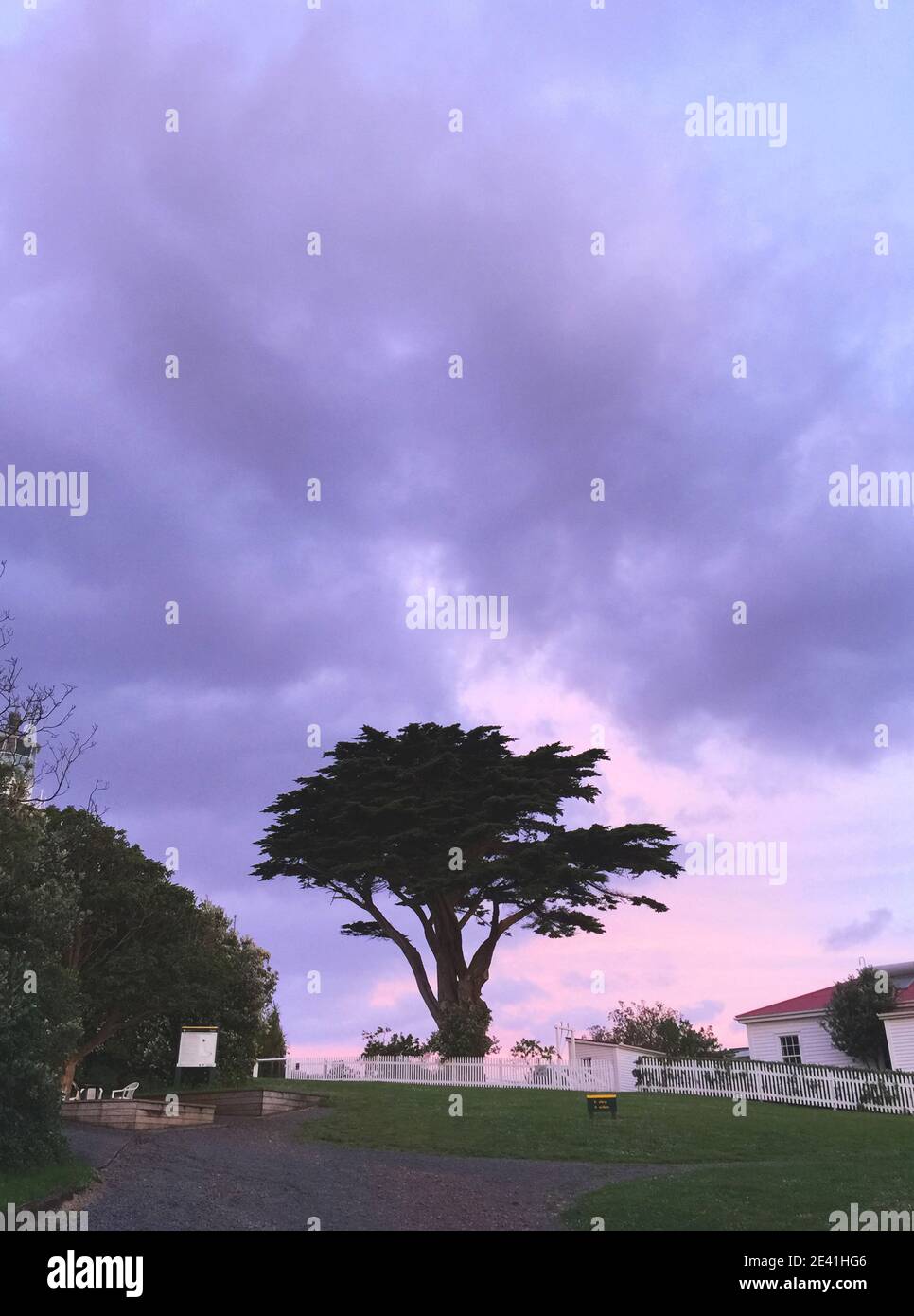 Arbre solitaire au sommet de l'île Tiritiri Matangi dans le golfe d'Hauraki, sous un ciel de soirée violet, Nouvelle-Zélande, île du Nord, Tiritiri Matangi Banque D'Images