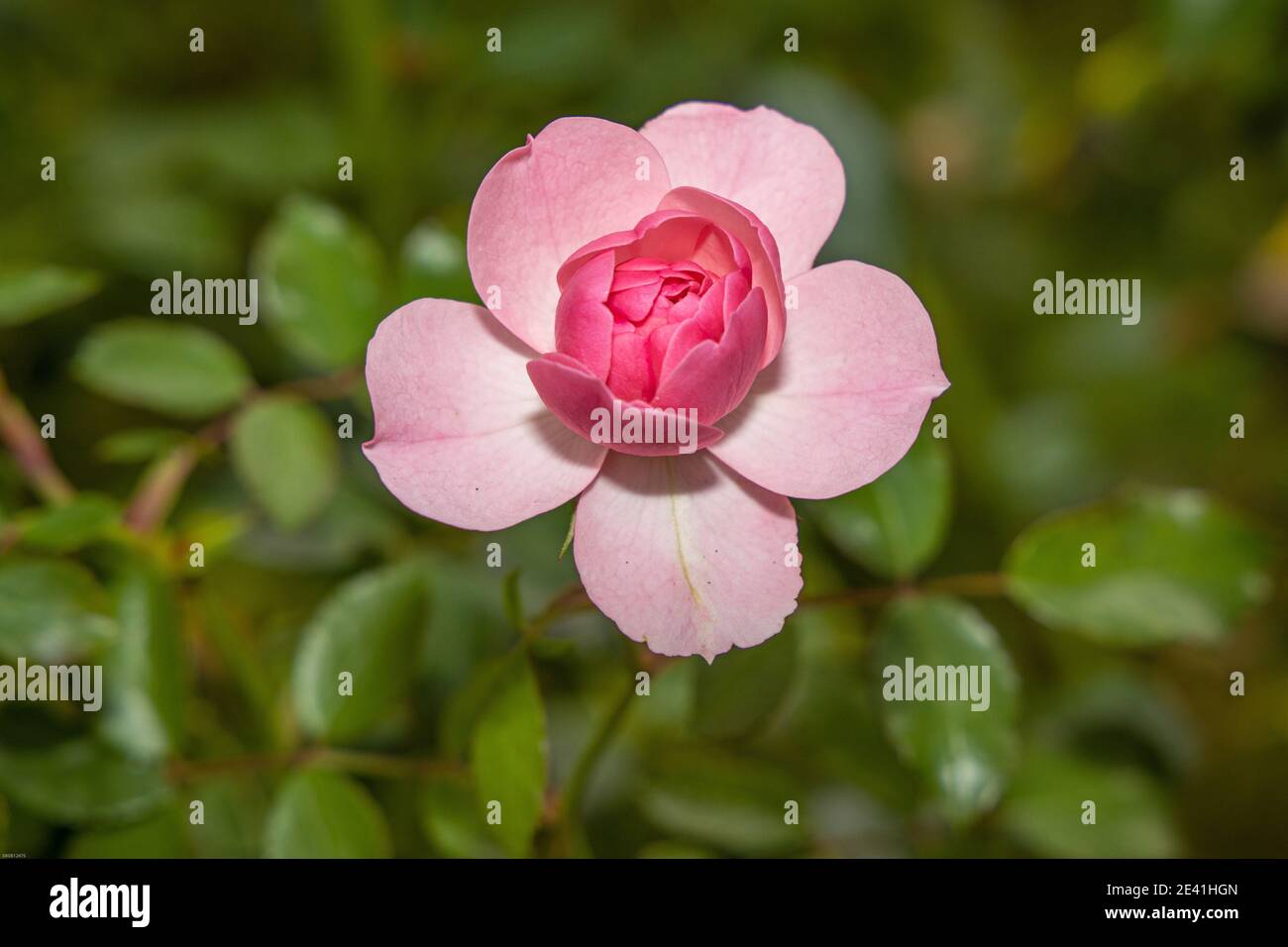 Rose ornementale (spéc. Rosa), fleur rose pâle Banque D'Images