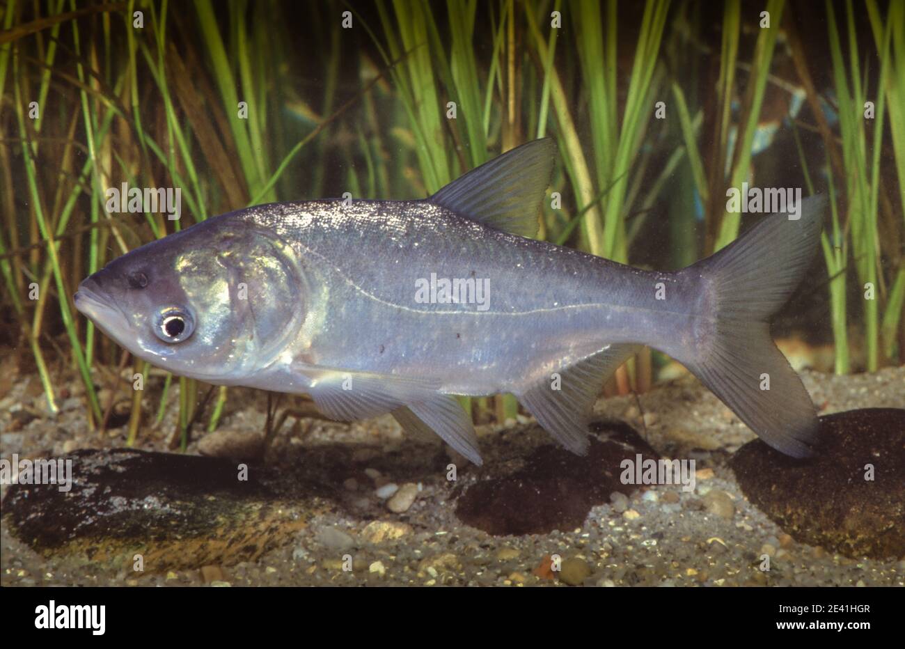 Carpe argentée, tolstol (Hyphthalmichthys molitrix), natation Banque D'Images