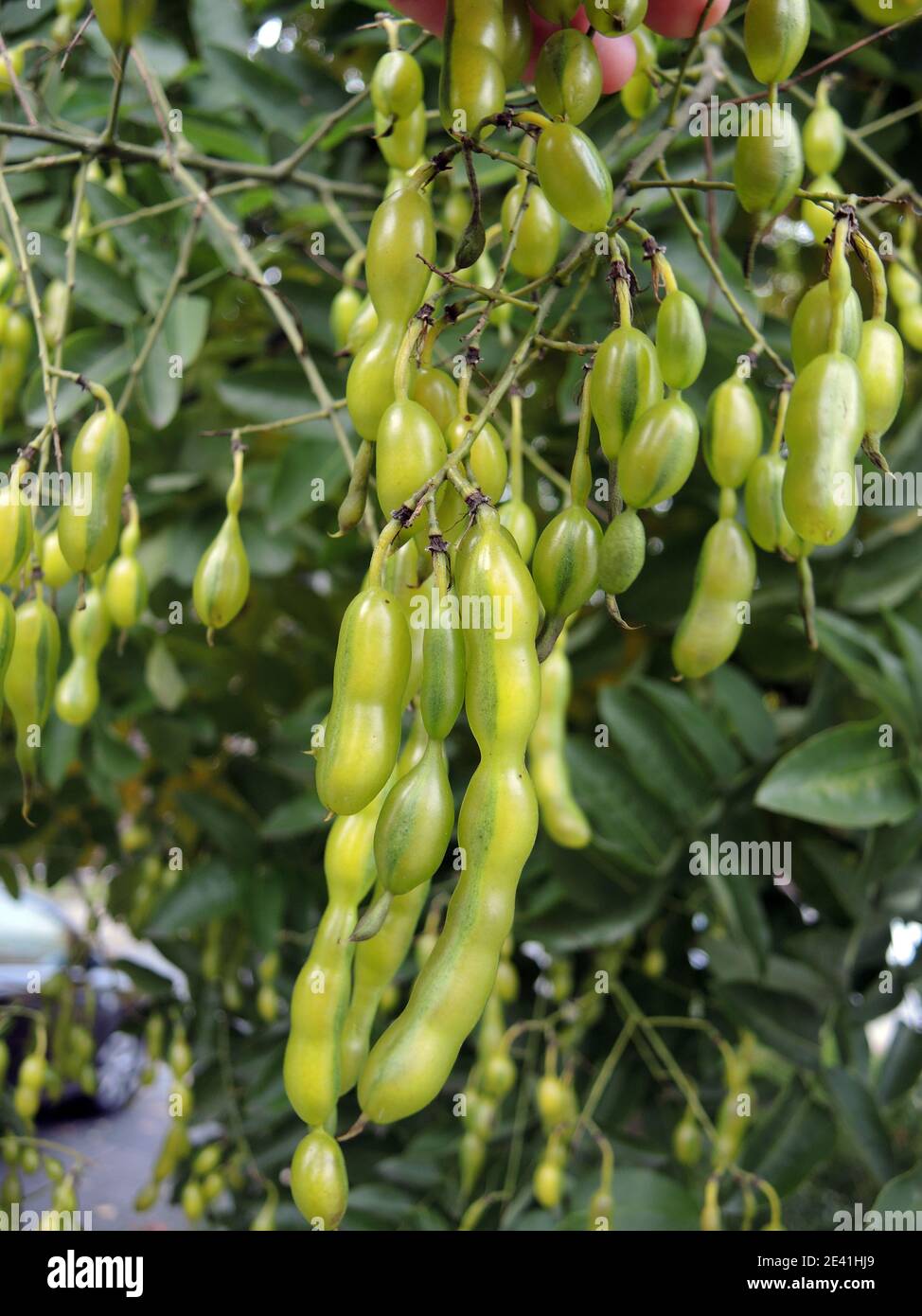 Arbre pagode japonais (Styphnolobium japonicum, Sophora japonica), fruits Banque D'Images