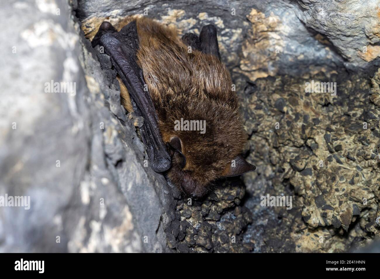 Chauve-souris sérotine, grosse chauve-souris brune, chauve-souris soyeuse (Eptesicus serotinus), hivernant dans une grotte, Belgique Banque D'Images