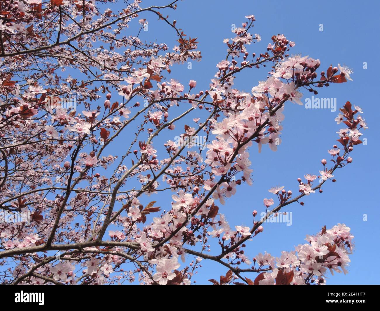 Prune de cerise, prune de Myrobalan (Prunus cerasifera 'Nigra', Prunus cerasifera Nigra), branches en fleurs Banque D'Images