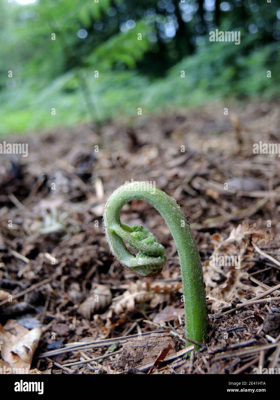 fern de bracken (Pteridium aquilinum), pousses d'une fronde, Allemagne Banque D'Images
