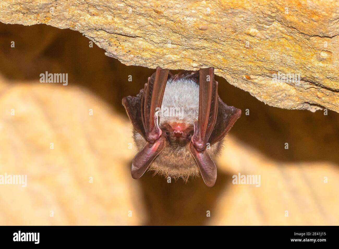 La chauve-souris de Bechstein (Myotis bechsteinii), perchée dans une grotte du Mont Saint Pierre, en Belgique Banque D'Images