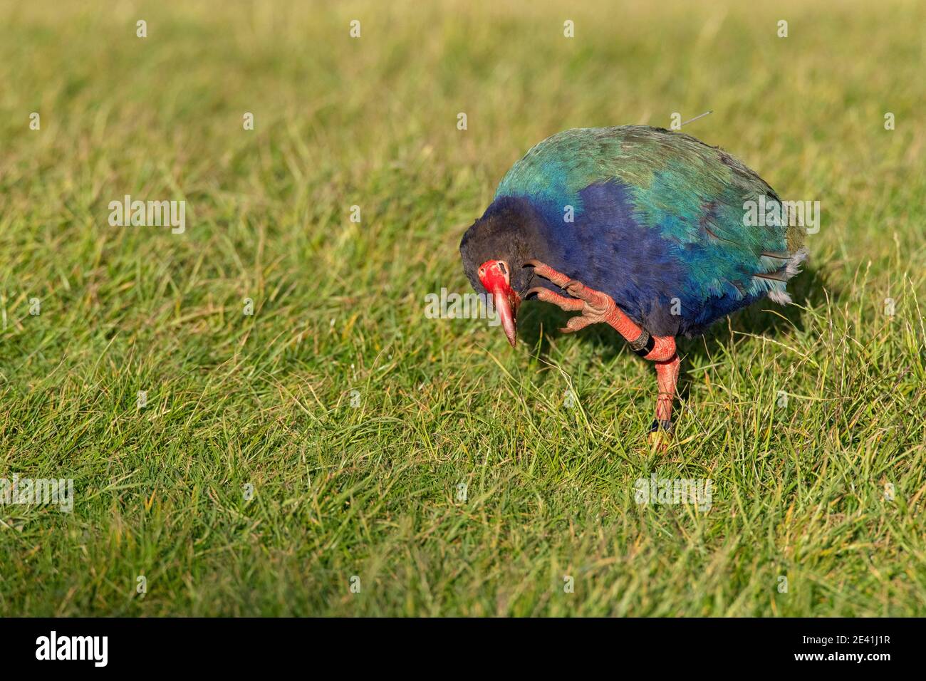 Île du Sud takahe, nosnis, takahe (Porphyrio hochstetteri), égratignure de la tête dans un pré, vue latérale, Nouvelle-Zélande, Île du Nord, Tawharanui Banque D'Images