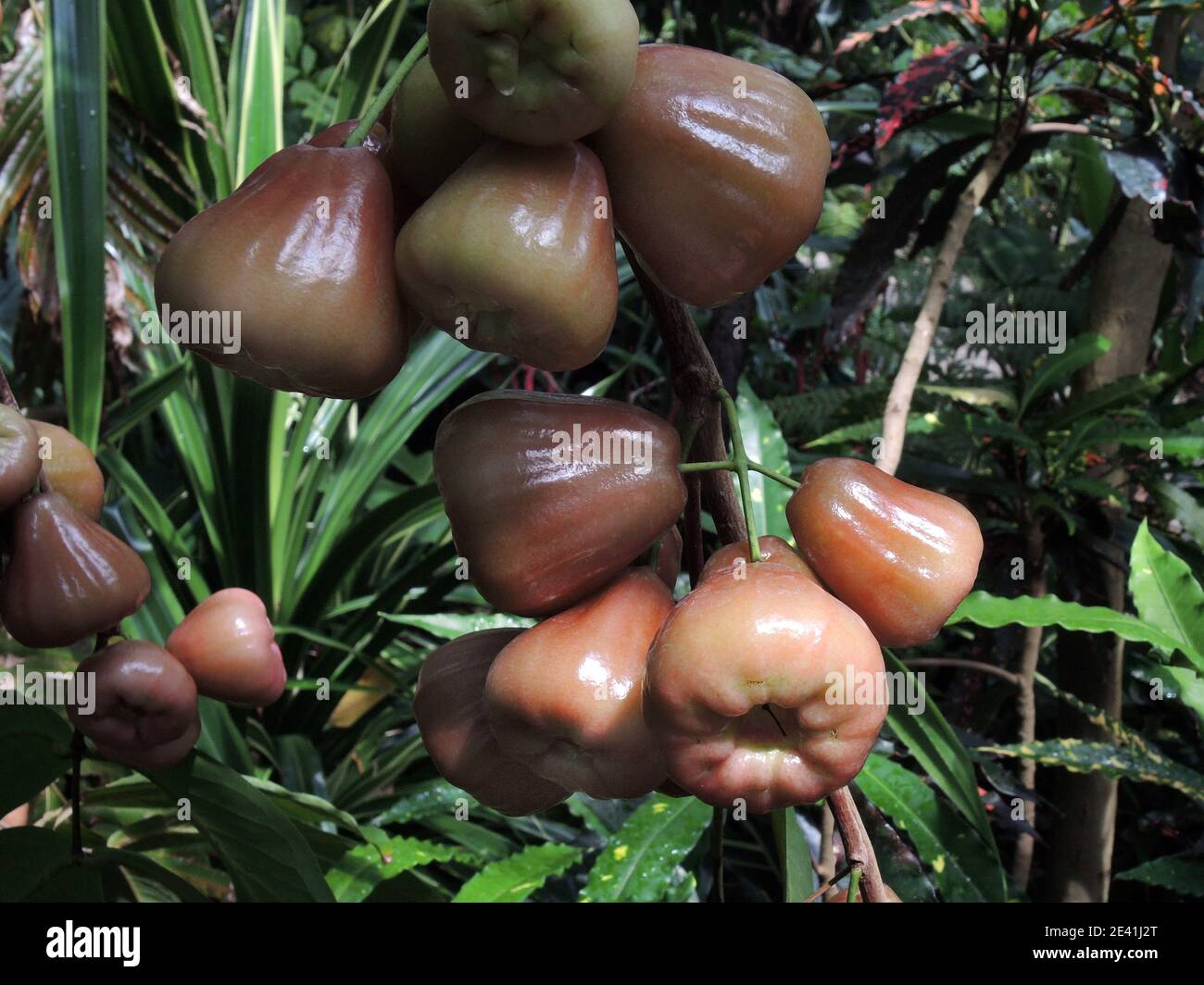 Pomme de cire, pomme de Java, pomme de rose de Semarang, jambu de cire (Eugenia javanica, Syzygium samarangense), fruits sur un arbre Banque D'Images