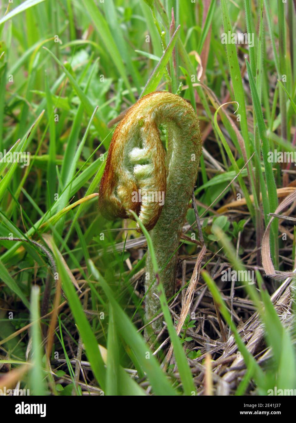 fern de bracken (Pteridium aquilinum), pousses d'une fronde, Allemagne Banque D'Images