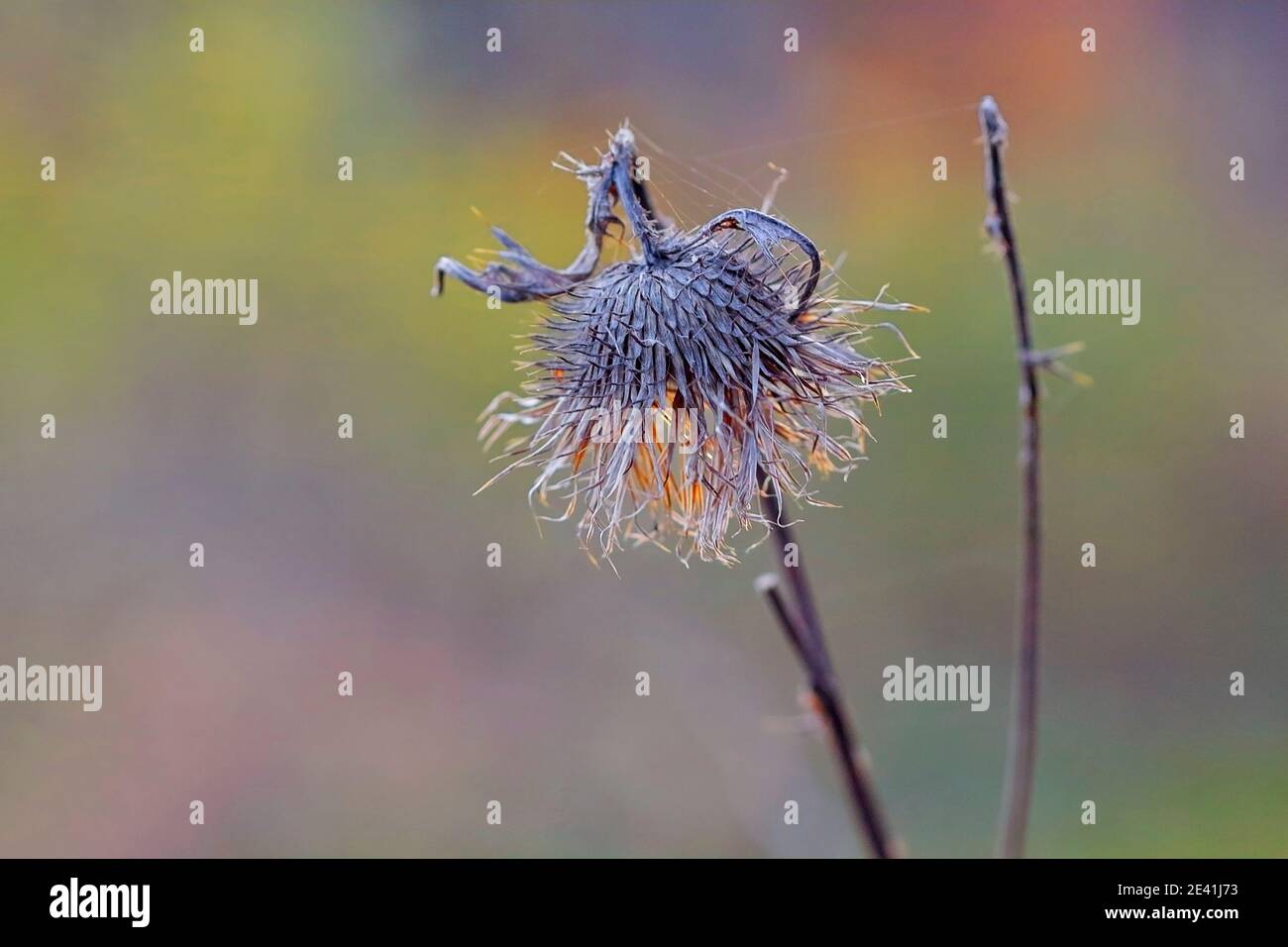 Chardon du Canada, chardon rampant (Cirsium arvense), inflorescence avariée, Allemagne, Rhénanie-du-Nord-Westphalie Banque D'Images