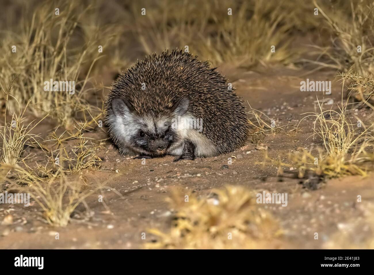 Hérisson du désert nord-africain, hérisson du désert (Paraechinus aethiopicus), mue sombre dans le désert sablonneux, vue de face, Maroc, Sahara occidental, Oued Banque D'Images