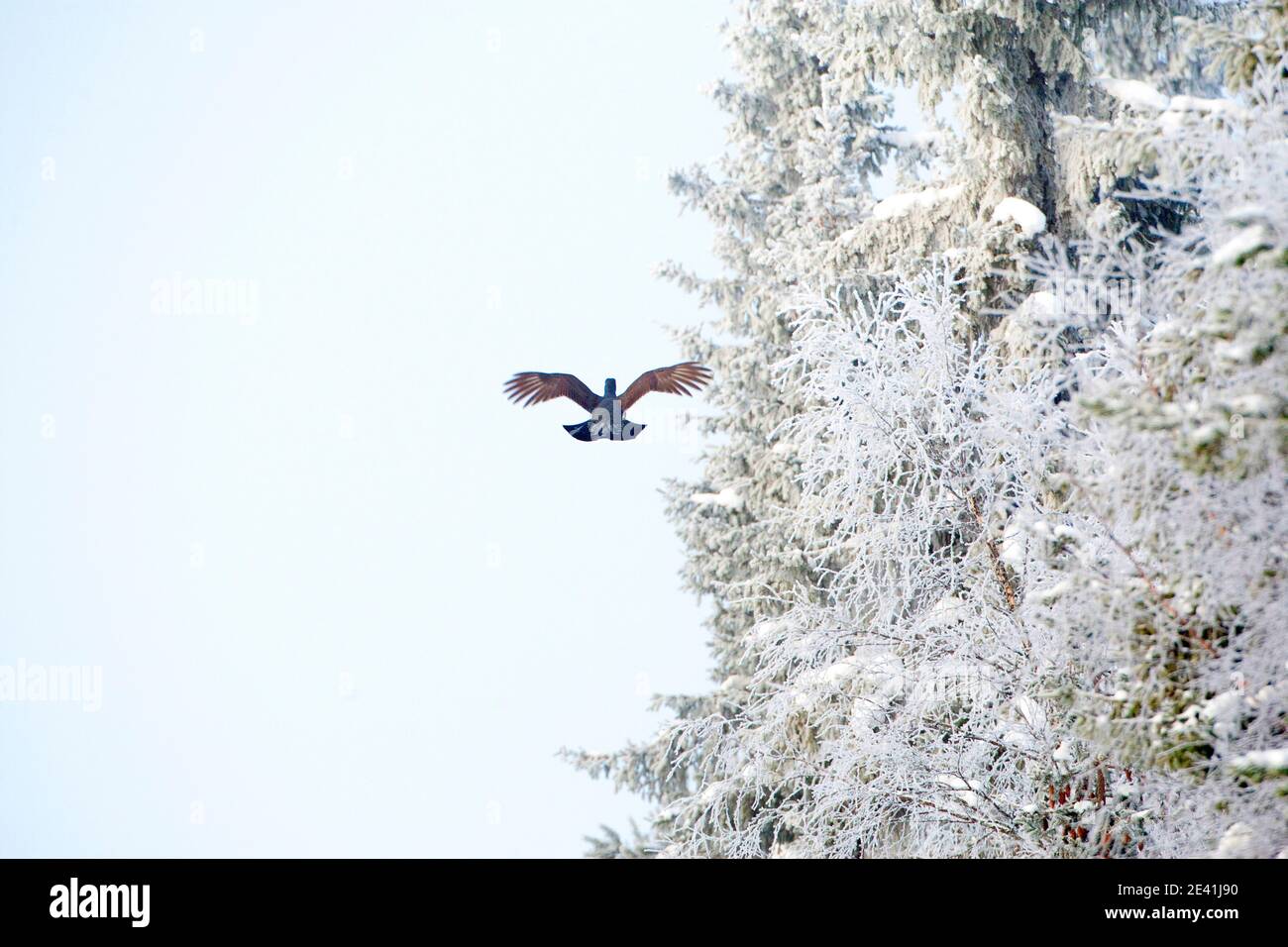 capercaillie occidentale, tétras de bois (Tetrao urogallus), mâle en hiver dans le nord de la Finlande, volant loin le long d'un bord de forêt recouvert de gel, Finlande, Banque D'Images