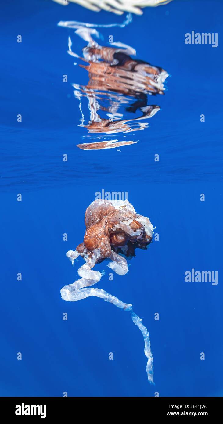 Le calmar géant de l'Atlantique (Archeuthis dux), reste d'une espèce de cachalots géants qui a été attaquée par un cachalot, Açores, Pico Banque D'Images