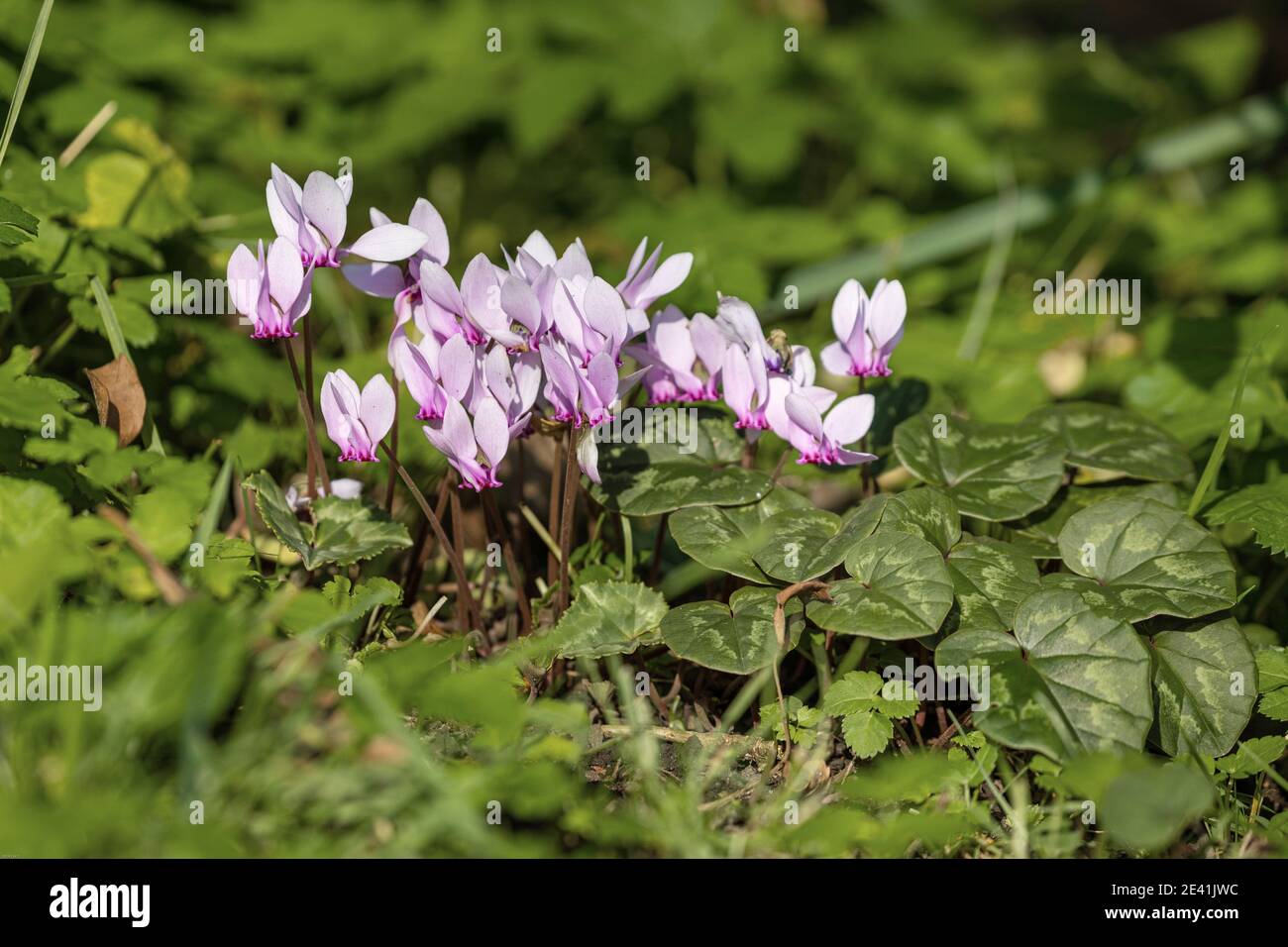 Cyclamen à feuilles d'Ivy, cyclamen dur (Cyclamen hederifolium, Cyclamen hederaefolium, Cyclamen neapolitanum), floraison à l'automne, en Allemagne Banque D'Images