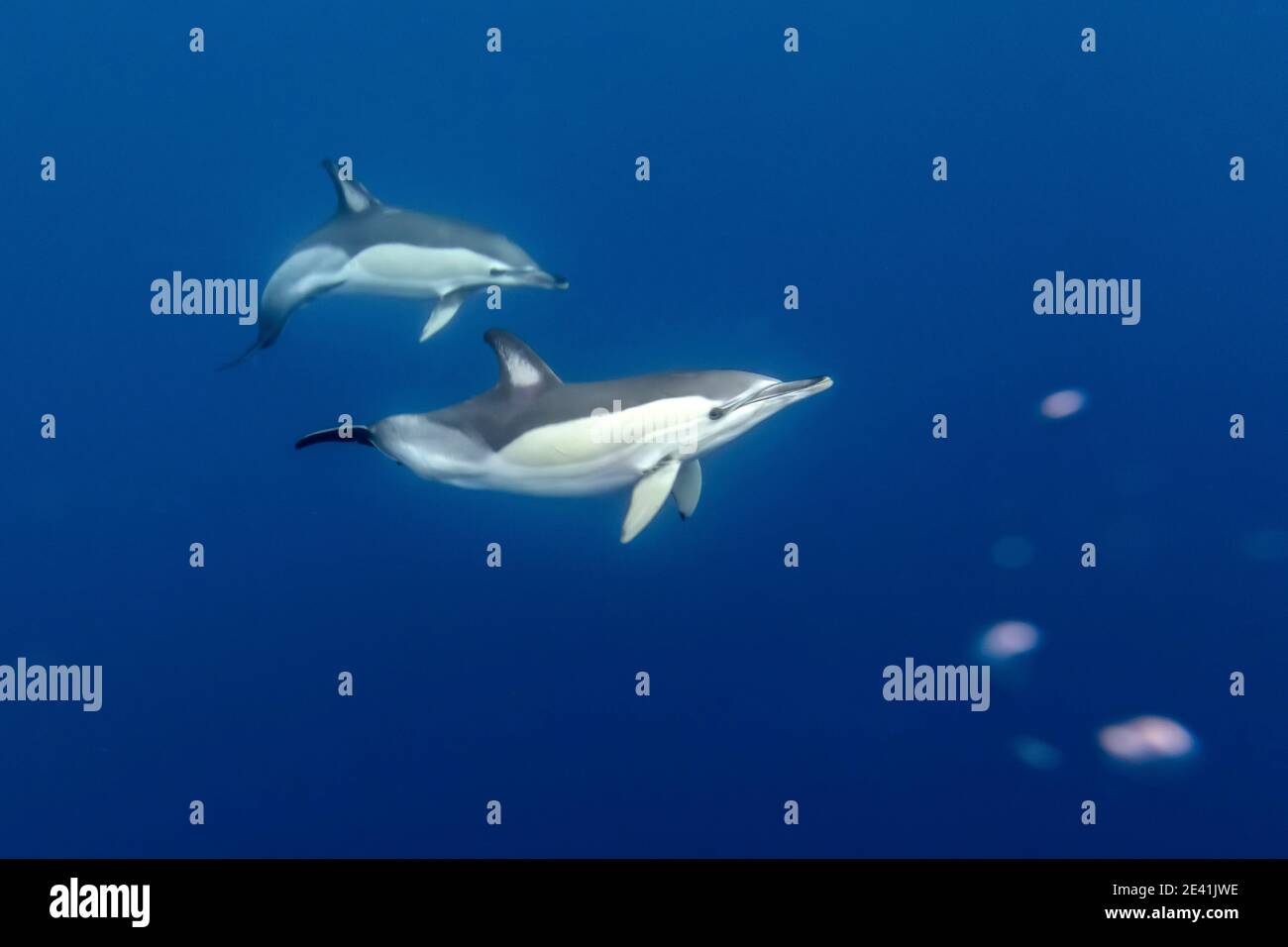 Dauphin commun, dauphin commun à bec court, dauphin à dos de selle (ed), dauphin en croix (Delphinus delphis), deux dauphins nageant sous l'eau, à côté Banque D'Images