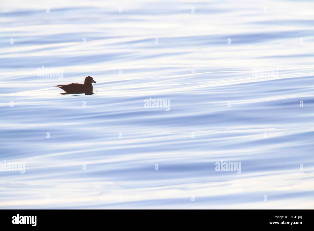 pétrel de westland (Procellaria westlandica), nage avec contre-jour sur une surface de l'océan avec de beaux motifs, Nouvelle-Zélande, île du Sud, Banque D'Images