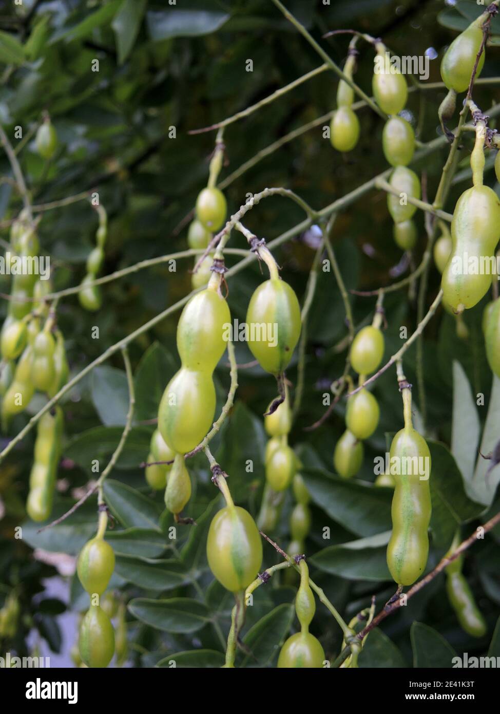 Arbre pagode japonais (Styphnolobium japonicum, Sophora japonica), fruits Banque D'Images