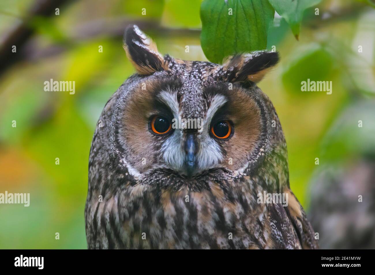 Gros plan de hibou à longues oreilles (ASIO otus / Strix otus) perchée dans un arbre en forêt Banque D'Images