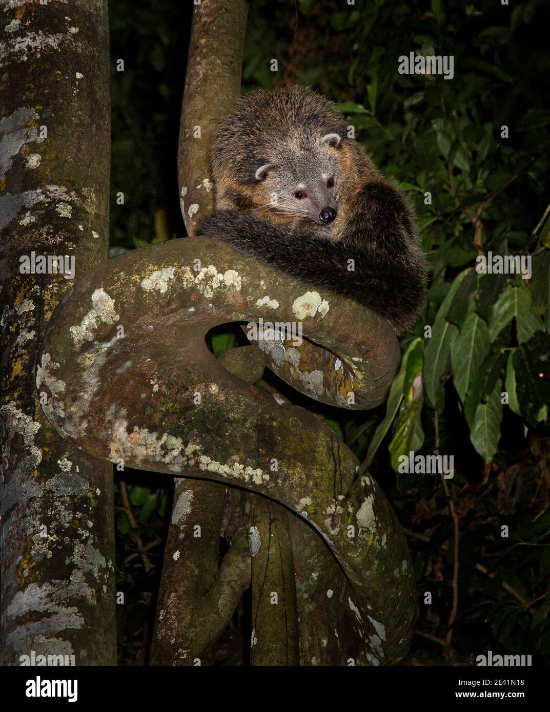 Bearcat ou Binturong assis sur le tronc d'un figuier Étrangleur de nuit dans la forêt secondaire de Sabah Bornéo Banque D'Images