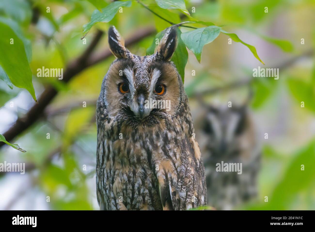 Deux hiboux longs (ASIO otus / Strix otus) perchée dans un arbre en forêt Banque D'Images