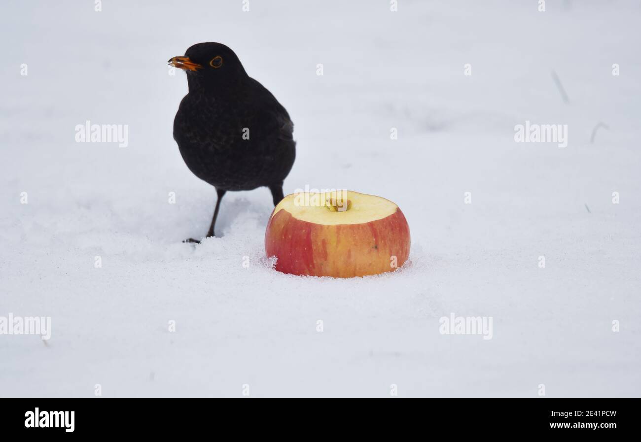 Blackbird dans la neige Banque D'Images