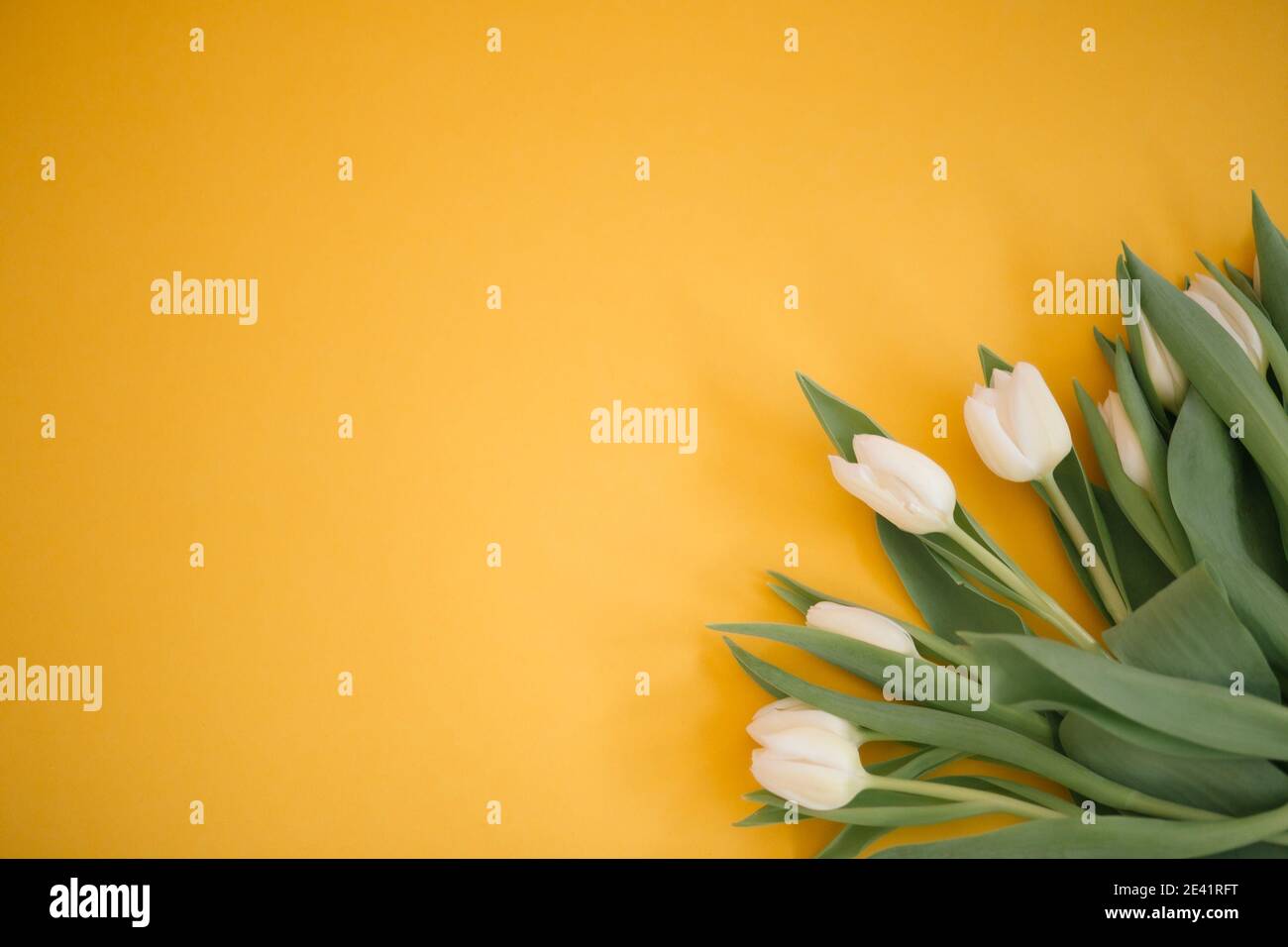 Tulipes en jaune pour une fête des femmes, fête des mères, 8 mars ou Saint Valentin. Gros plan. Le concept de vacances et de bons voeux du matin. Banque D'Images