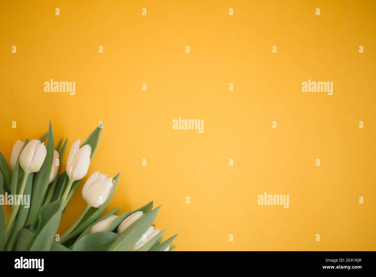 Tulipes en jaune pour une fête des femmes, fête des mères, 8 mars ou Saint Valentin. Gros plan. Le concept de vacances et de bons voeux du matin. Banque D'Images
