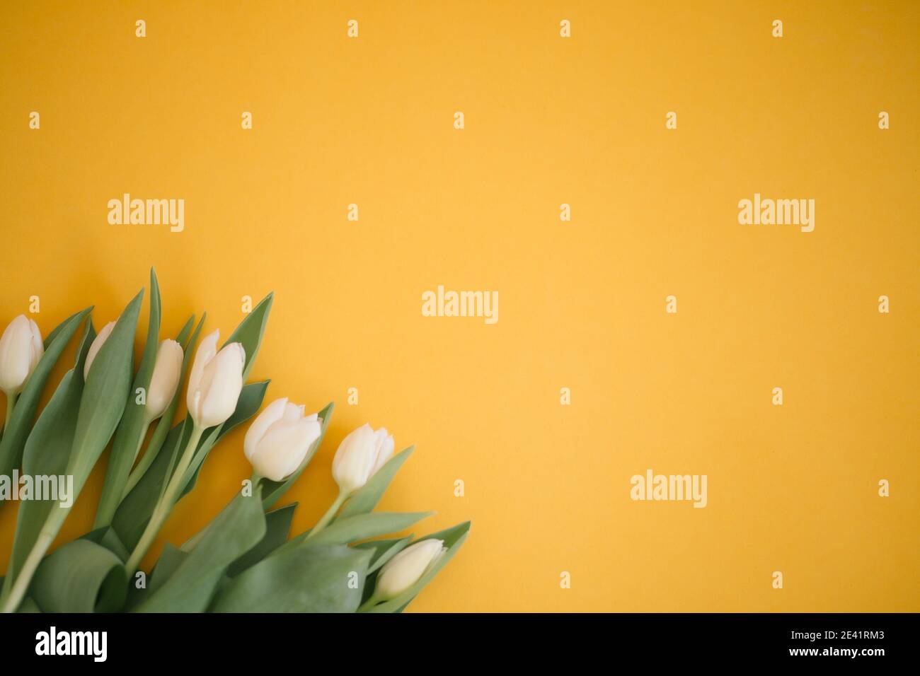 Tulipes en jaune pour une fête des femmes, fête des mères, 8 mars ou Saint Valentin. Gros plan. Le concept de vacances et de bons voeux du matin. Banque D'Images