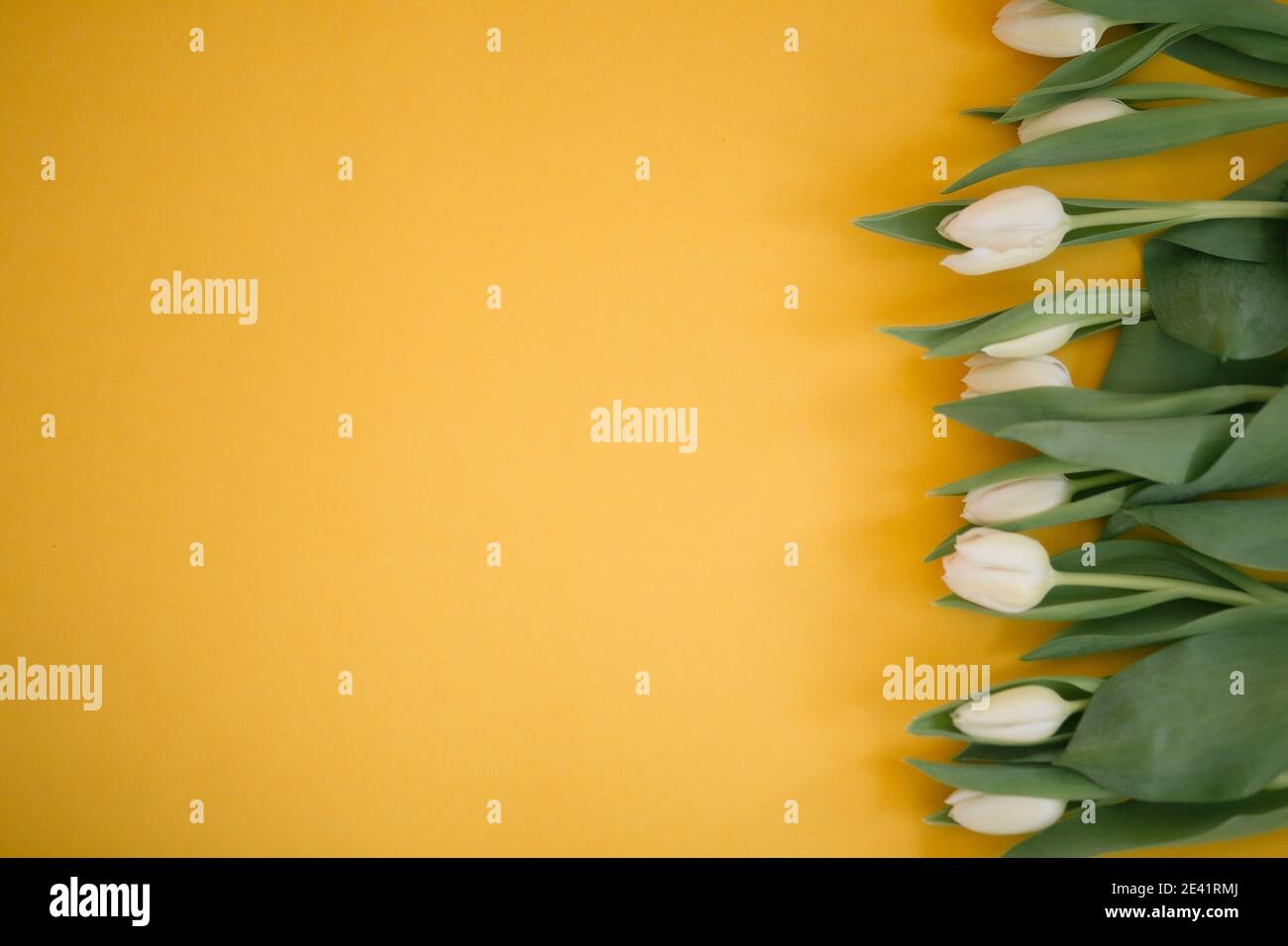 Tulipes en jaune pour une fête des femmes, fête des mères, 8 mars ou Saint Valentin. Gros plan. Le concept de vacances et de bons voeux du matin. Banque D'Images