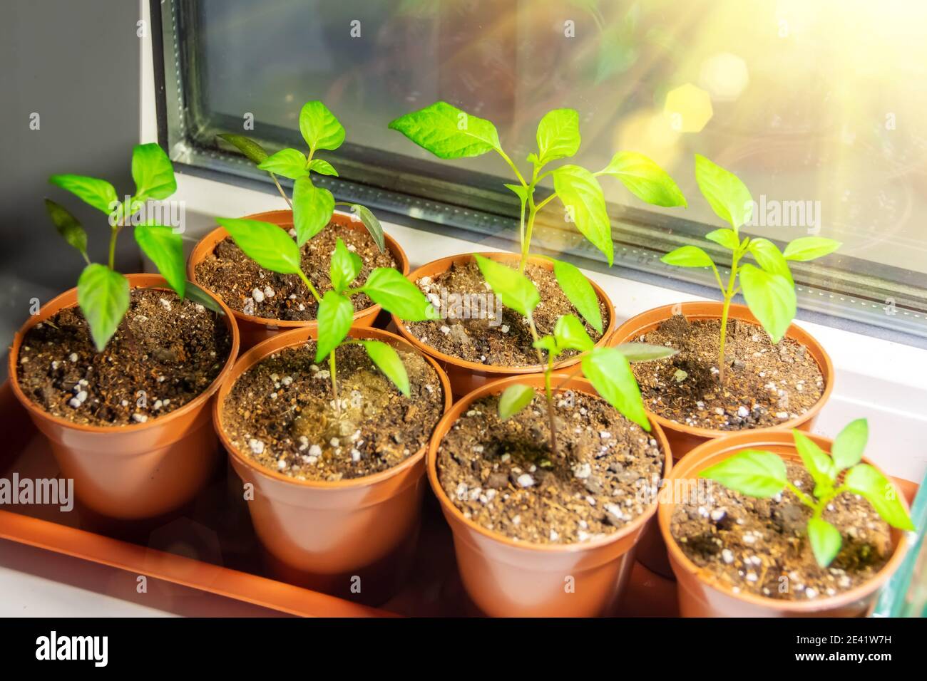 Plants de légumes poivre après avoir cueillir dans de petits pots, technologie agricole cultivant des semis sous éclairage artificiel pour la plantation en serre Banque D'Images