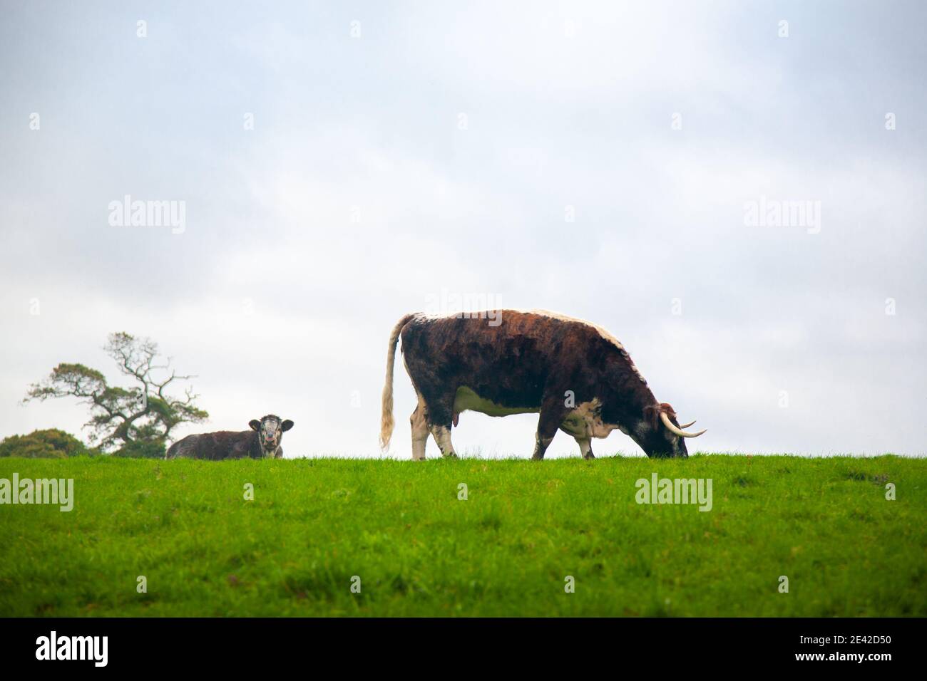 Vaches de pâturage à long cornes anglaises, Devon, Angleterre. Banque D'Images