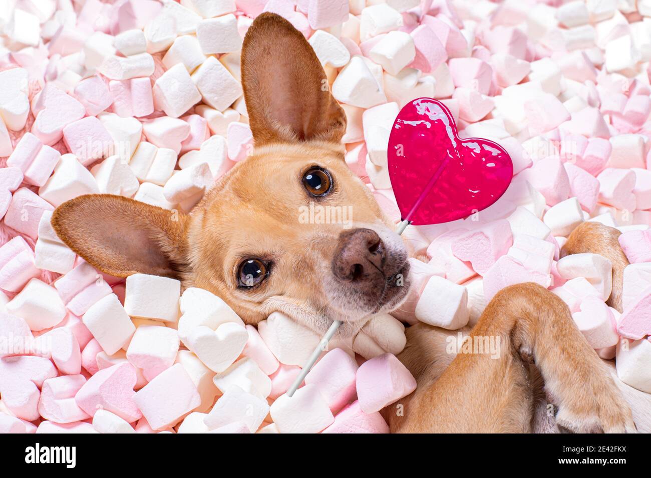 chien chihuahua regardant et regardant à vous, tout en étant allongé sur le lit plein de guimauves comme arrière-plan, dans l'amour, rose lally ou lollypop Banque D'Images