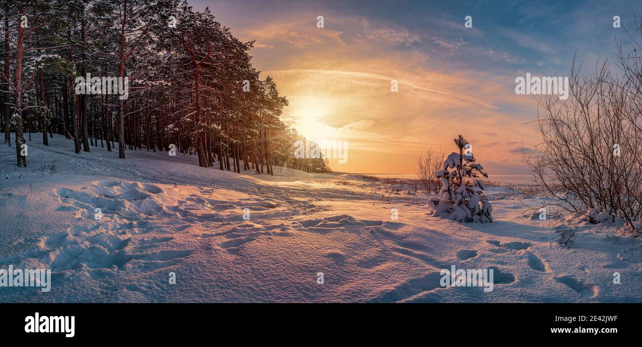 Vue panoramique du coucher de soleil sur le paysage d'hiver avec couvert de pins et de sapins enneigés contre la lumière spectaculaire du soir. Côte de mer Baltique enneigée. Banque D'Images