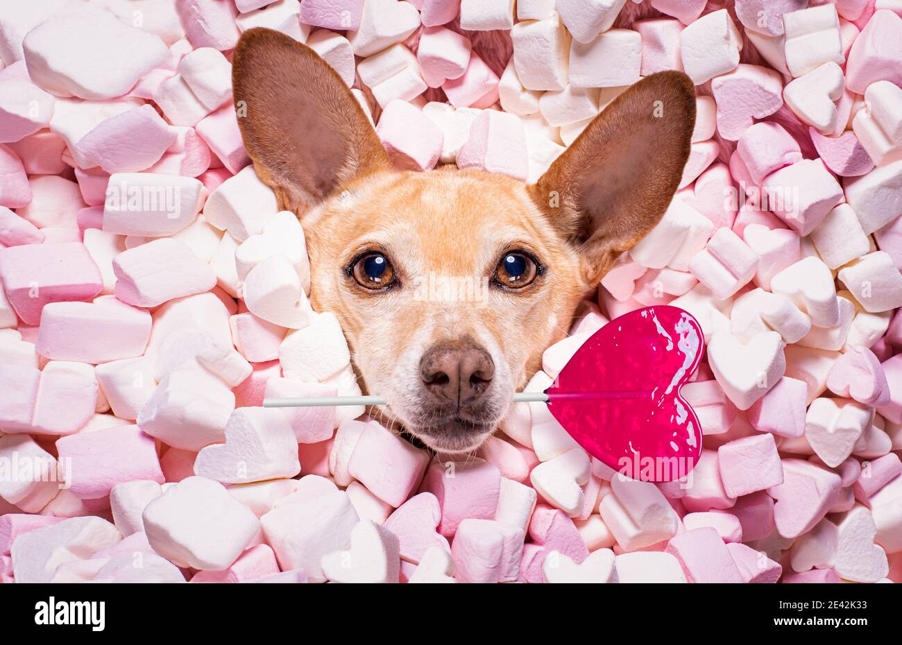 chien chihuahua regardant et regardant à vous, tout en étant allongé sur le  lit plein de guimauves comme arrière-plan, dans l'amour, rose lally ou  lollypop Photo Stock - Alamy