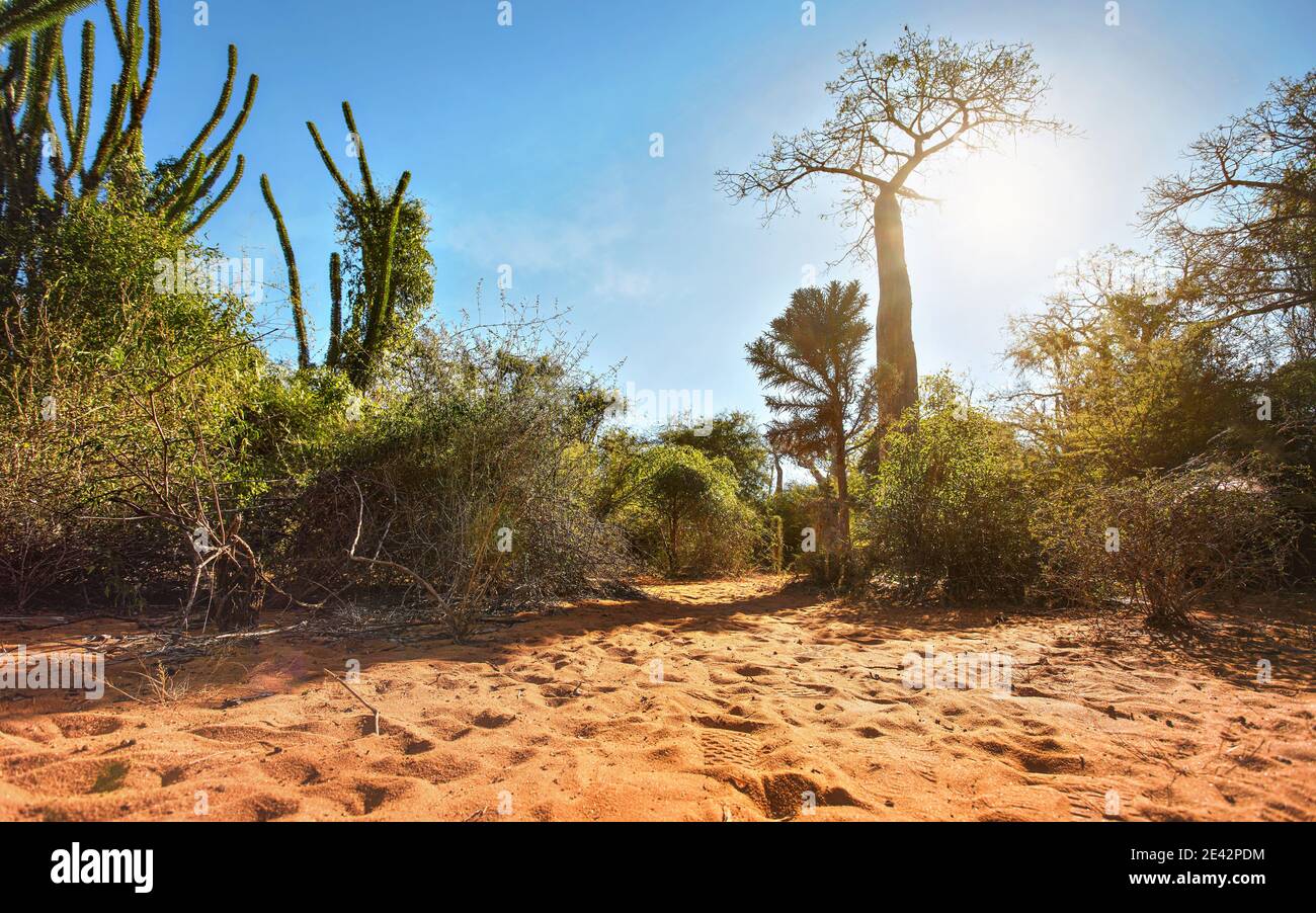 Forêt avec petits baobabs et poulpes, buissons et herbe poussant sur le sol de sable rouge, fort contre-jour solaire Banque D'Images
