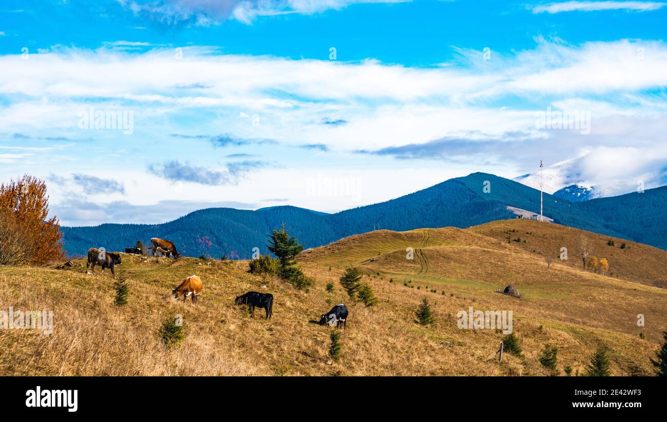 Un troupeau de vaches tombe sur un inondé de lumière du soleil et mange de l'herbe sur fond de la nature de Les Carpates et le ciel Banque D'Images