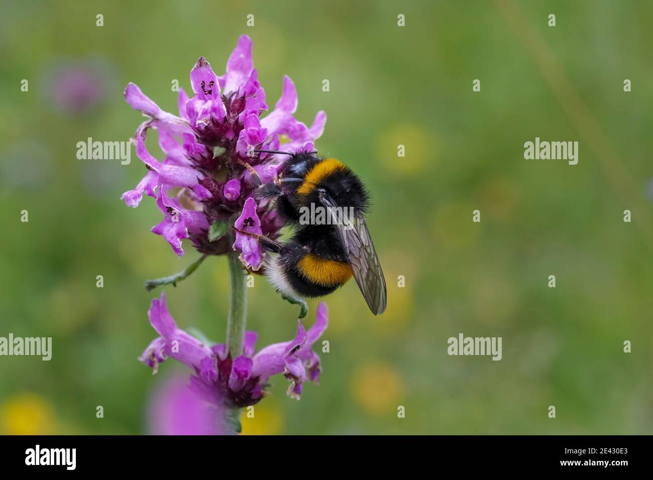 Le grand jardin Bumblebee ou Bumblebee ruderal (Bombus ruderatus) , photo béatiful Banque D'Images