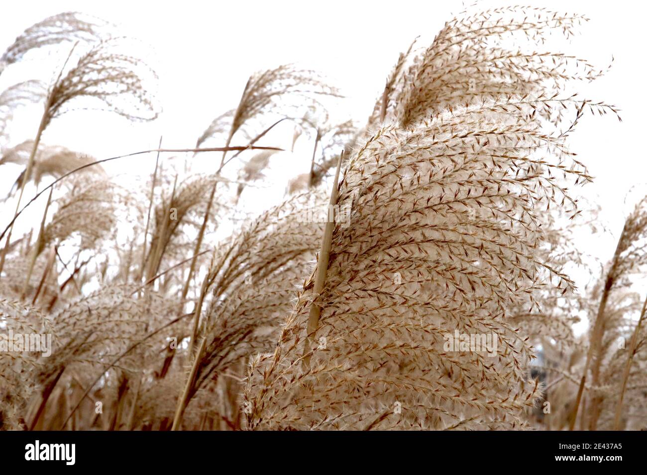 Miscanthus sinensis ‘Silberfeder’ Chinese Silver grass – plumes de fleurs soyeuses à buff, janvier, Angleterre, Royaume-Uni Banque D'Images