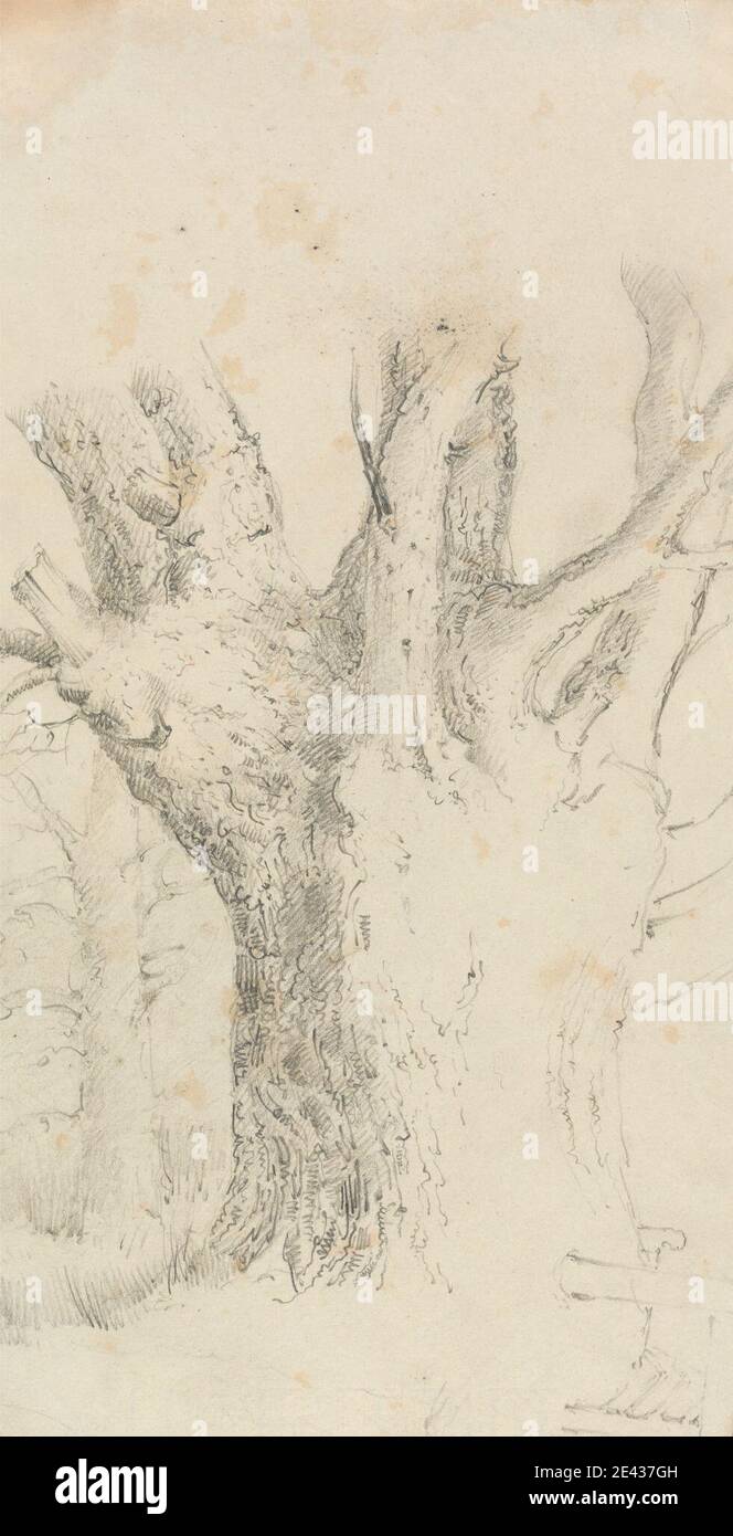 Artiste inconnu, XIXe siècle, arbre, non daté. Graphite sur papier vélin moyen, légèrement texturé, crème. Branches , encore la vie , arbre Banque D'Images