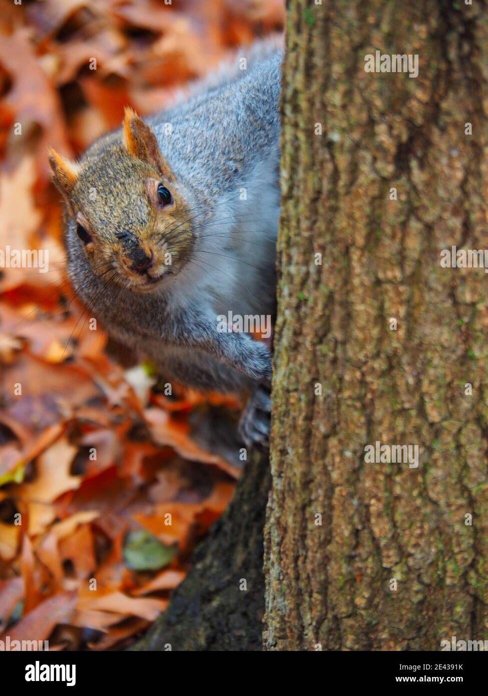 Dans les bois d'écureuil Banque D'Images