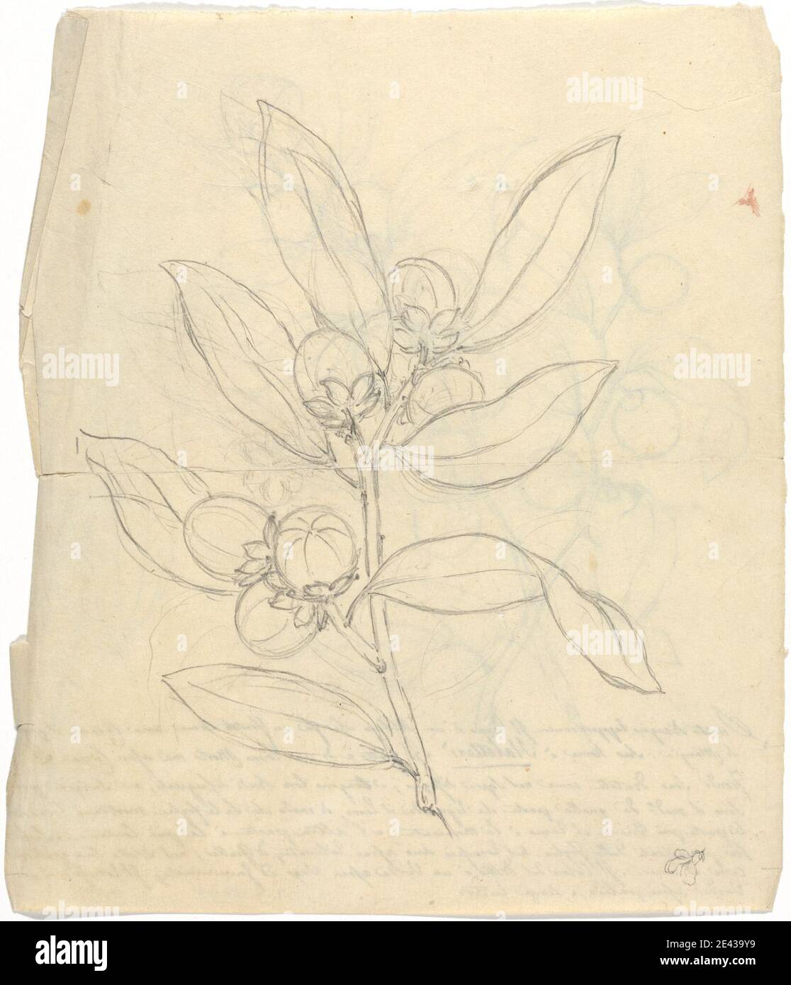 Luigi Balugani, 1737â€"1770, Italien, Diospyros mespiliformis, non daté. Graphite sur papier vélin moyen, légèrement texturé, beige. Cerises , fruits , arbres Banque D'Images
