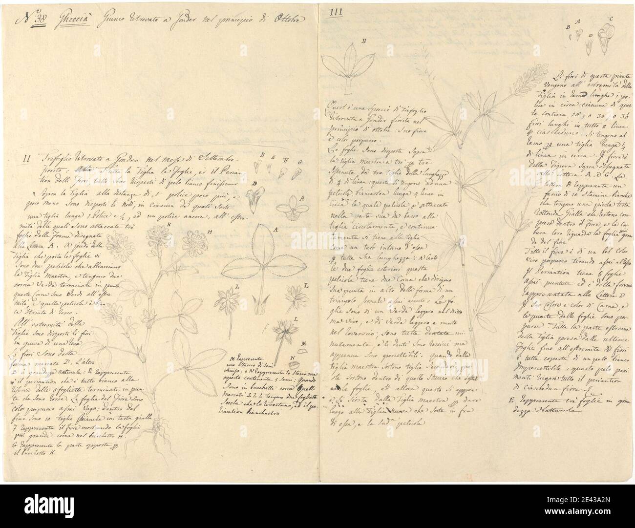 Luigi Balugani, 1737â€"1770, Italien, Trifolium Polystachyum et Trifolium Rueppellianum, non daté. Graphite sur papier vélin moyen, légèrement texturé, beige. Détails , fleurs (plantes) , feuilles Banque D'Images