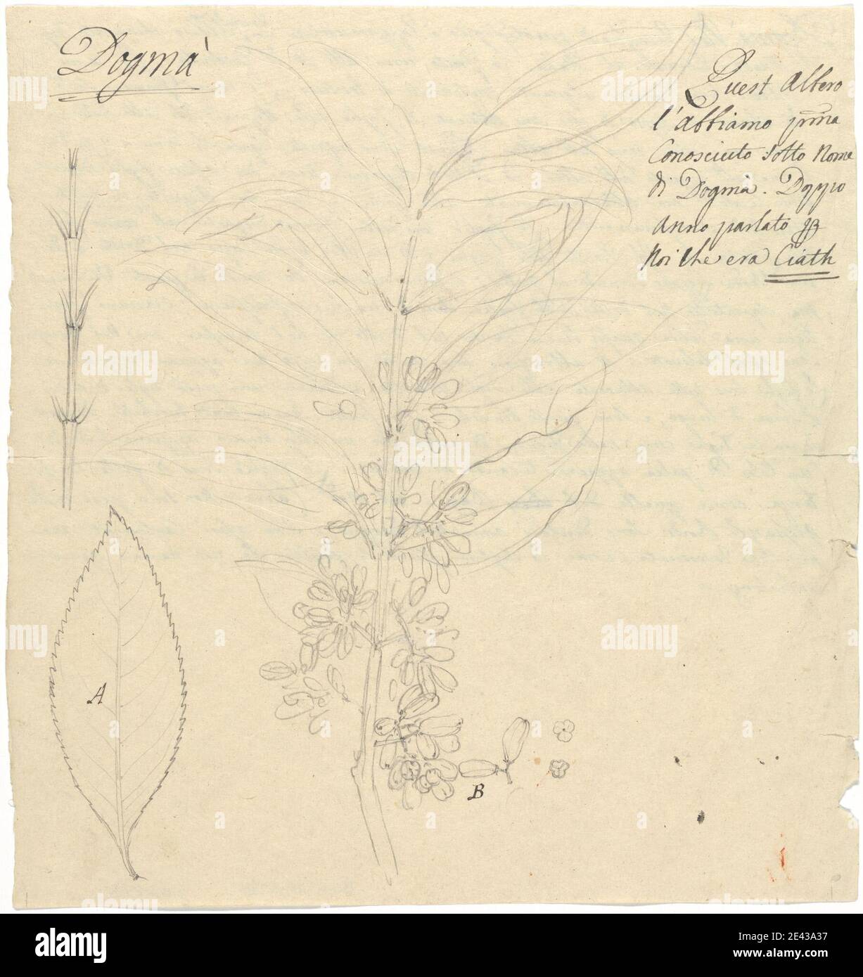 Luigi Balugani, 1737â€"1770, Italien, Ciath (Catha edulis), non daté. Graphite sur papier vélin moyen, légèrement texturé, beige. Feuilles , arbustes , arbres Banque D'Images
